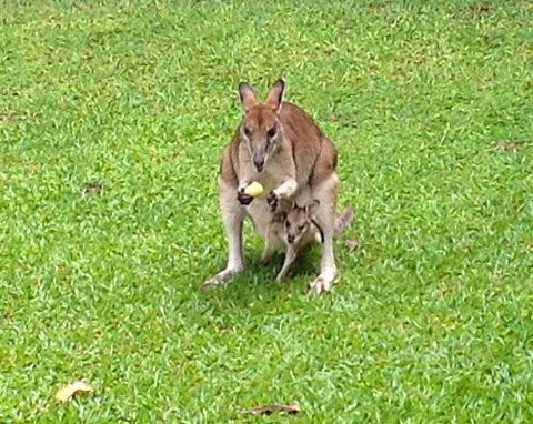 Bluewater Bed & Breakfast Cairns - Tourism Gold Coast 6