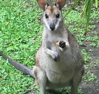 Bluewater Bed  Breakfast Cairns - Tourism Gold Coast