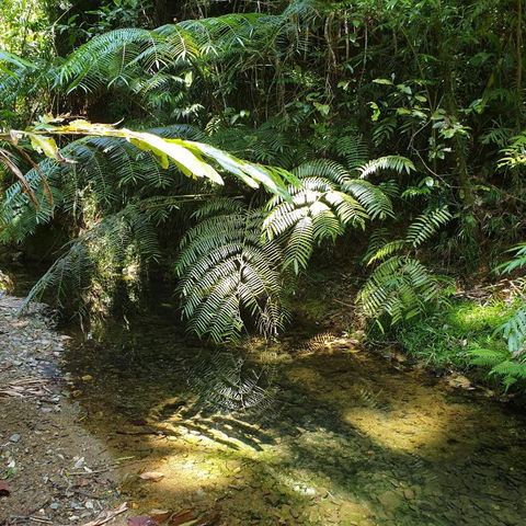 A Daintree Garden - Tourism Gold Coast 4