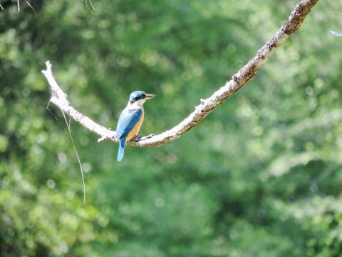 Avalon River Retreat - 400 Acre Riverside Oasis - Tourism Gold Coast 1