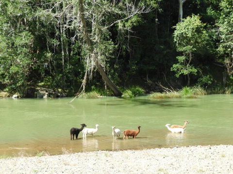 Avalon River Retreat - 400 Acre Riverside Oasis - Tourism Gold Coast 4