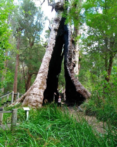Crystal Springs Holiday Accommodation - Tourism Gold Coast 3