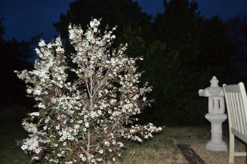 Mulberry Cottage Unique B&B Accommodation - Gold Coast 3