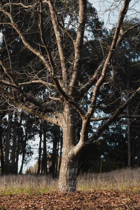 Peony Farm Green Cottage - Tourism Gold Coast 1