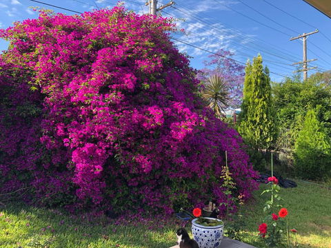 Private Room In Marsfield/Macquarie Park/Uni/Eastwood - Tourism Gold Coast 1