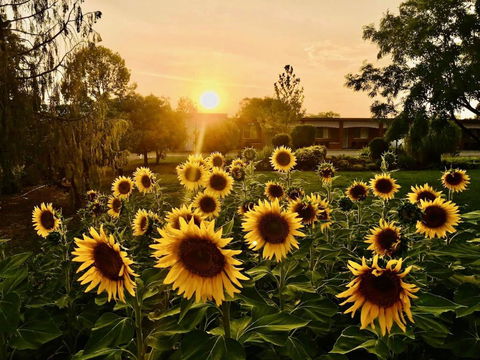 Quirindi Sunflower Motor Inn - Tourism Gold Coast 0