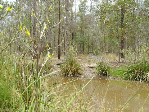 Back To The Bush - Tourism Gold Coast 2