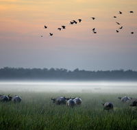 Bamurru Plains - Tourism Gold Coast