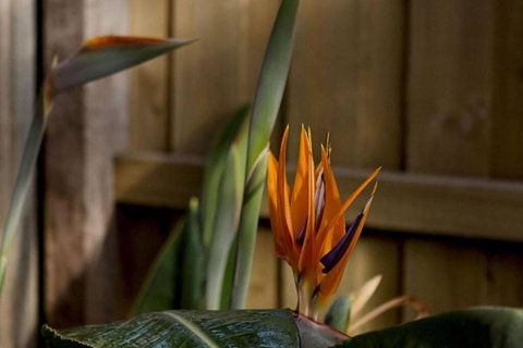 Rose Cottage - Tourism Gold Coast 1