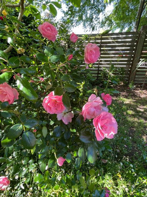 Rosehaven On Rosebud - Tourism Gold Coast 1