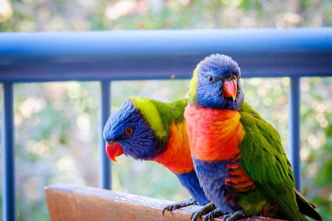 Sanctuary Lake Apartments - Tourism Gold Coast 1