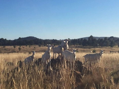 Big Tiny Altitude Tiny House Experience - Tourism Gold Coast 1