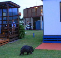 BIG4 Kelso Sands Holiday  Native Wildlife Park - Gold Coast