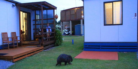 BIG4 Kelso Sands Holiday & Native Wildlife Park - Tourism Gold Coast 0