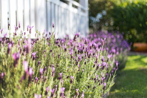 BIRCHES B&B - Tourism Gold Coast 3