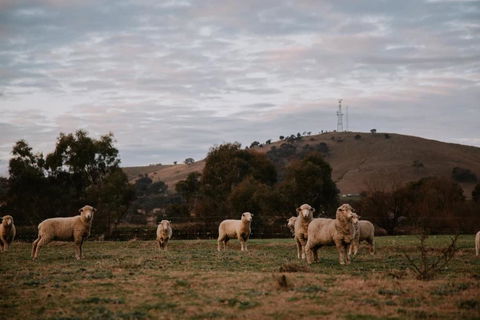 Tiny Boorowa By Tiny Away - Tourism Gold Coast 1