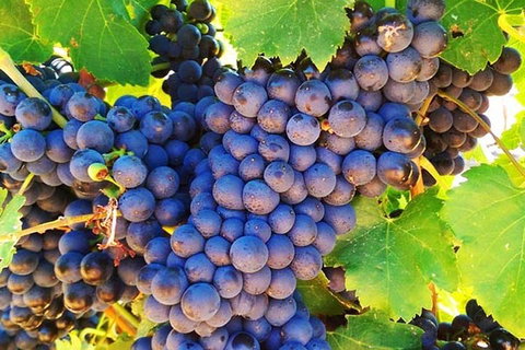 The Fully Local (Private) Tour - Tourism Gold Coast 0