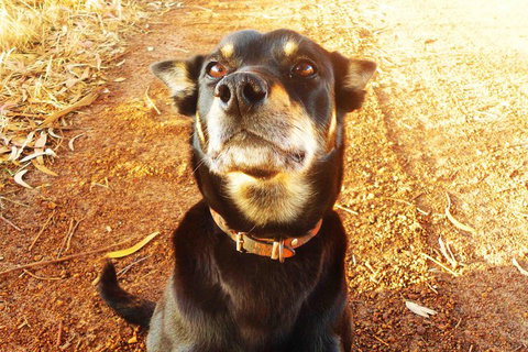 Perth Kids Explorer (Private) Day Tour - Tourism Gold Coast 0