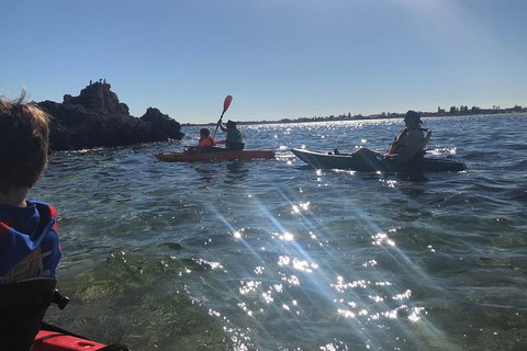 Penguin Island And Fremantle - Canoe, Chocolate & Coffee - Tourism Gold Coast 1