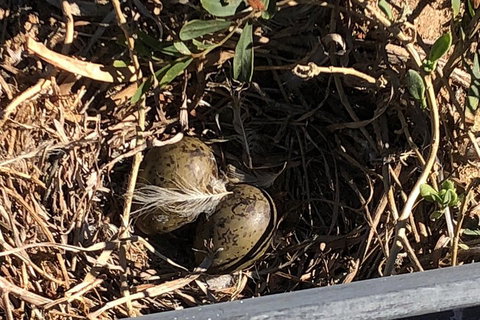 Penguin Island And Fremantle - Canoe, Chocolate & Coffee - Tourism Gold Coast 3