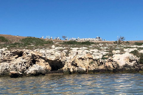 Penguin Island And Fremantle - Canoe, Chocolate & Coffee - Tourism Gold Coast 5