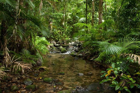 Cairns Reef And Rainforest Combo: Daintree Rainforest And The Great Barrier Reef - Gold Coast 1