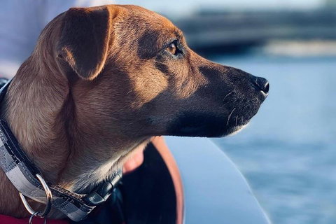 1.5-Hour Boat Rental In Melbourne - Tourism Gold Coast 0