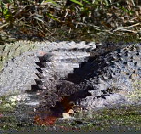 Full Day Tour in the Daintree - Gold Coast