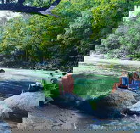 Afternoon Half-Day Daintree Rainforest and River Tour - Gold Coast