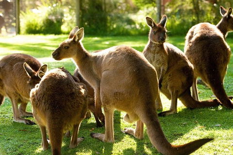 Melbourne City Card (3 Days): Visit Unlimited Attractions! - Tourism Gold Coast 4