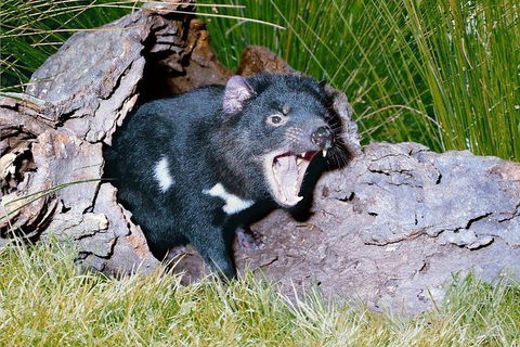 Private Blue Mountains Tour With Kangaroo And Koala Experience - Tourism Gold Coast 0