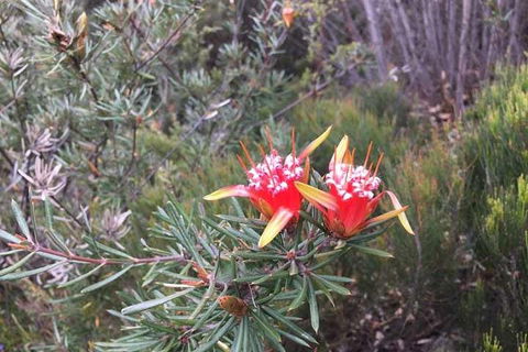 Private Blue Mountains Tour With Kangaroo And Koala Experience - Tourism Gold Coast 4