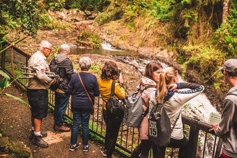 Full-day Springbrook National Park Tour From The Gold Coast - Tourism Gold Coast 0