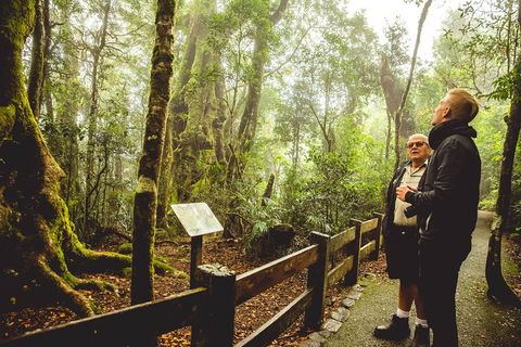 Full-day Springbrook National Park Tour From The Gold Coast - Tourism Gold Coast 1