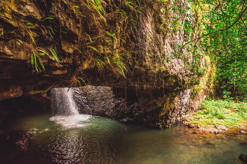Full-day Springbrook National Park Tour From The Gold Coast - Tourism Gold Coast 4