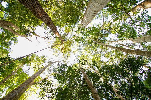 Fraser Island 4WD Tour From Noosa - Tourism Gold Coast 0