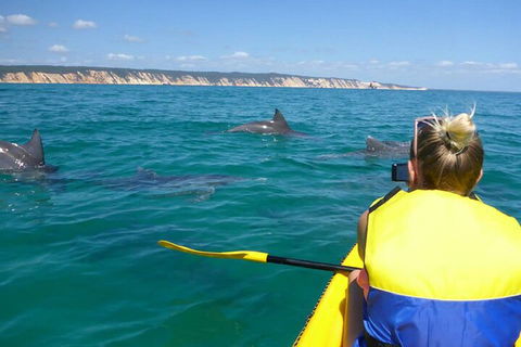 Kayak With Dolphins And 4WD Great Beach Drive Day Trip From Noosa - Tourism Gold Coast 1