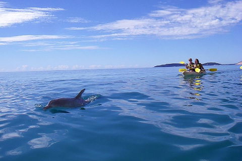 Kayak With Dolphins And 4WD Great Beach Drive Day Trip From Noosa - Tourism Gold Coast 2