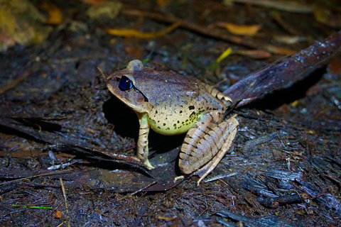 Glow Worms Private Tour - Nocturnal Rainforest Walk - Tourism Gold Coast 0