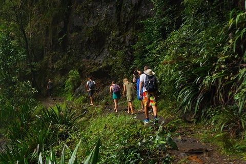 Glow Worms Private Tour - Nocturnal Rainforest Walk - Tourism Gold Coast 1
