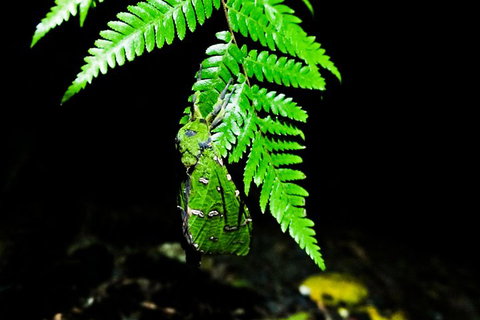 Glow Worms Private Tour - Nocturnal Rainforest Walk - Tourism Gold Coast 2
