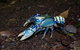 Glow Worms Private Tour - Nocturnal Rainforest Walk - thumb 4