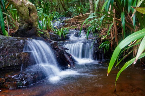 Glow Worms Private Tour - Nocturnal Rainforest Walk - Tourism Gold Coast 5