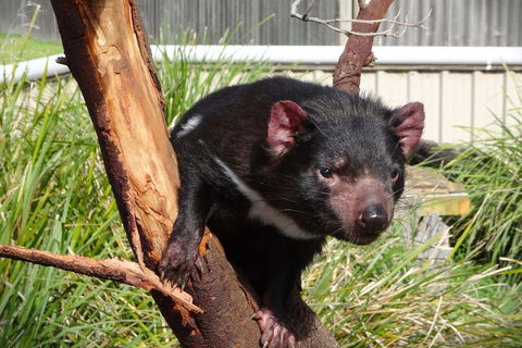 Tasmania 4 Day East Coast + Launceston - Tourism Gold Coast 2