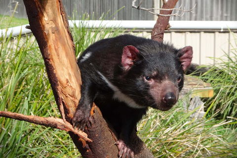 6-Day Tasmania Small-Group Guided Tour With Gourmet Food - Tourism Gold Coast 1