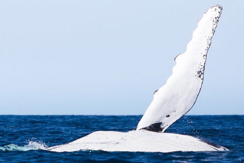 2-Hour Guided Whale Watching Tour At Noosa - Gold Coast 0