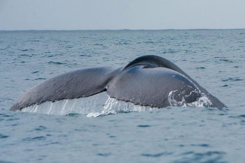 2-Hour Guided Whale Watching Tour At Noosa - Gold Coast 1