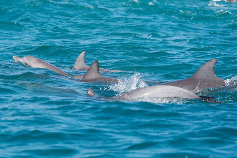 2-Hour Guided Whale Watching Tour At Noosa - Gold Coast 2