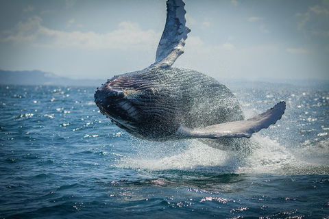 2-Hour Guided Whale Watching Tour At Noosa - Gold Coast 3