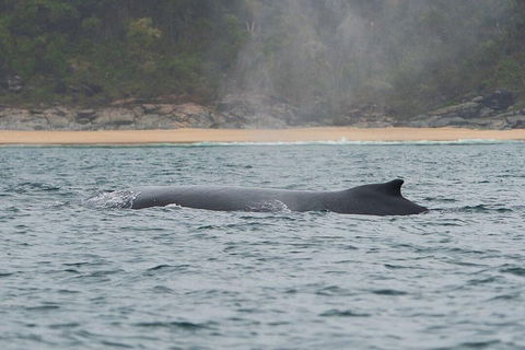 2-Hour Guided Whale Watching Tour At Noosa - Gold Coast 5